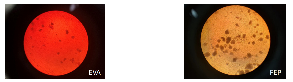 異なる材料で作られた細胞培養袋で観察された細胞